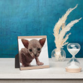 Freaky Cute Furless Sphynx Kitten Fotoplaat (Insitu)