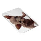 Freaky Cute Furless Sphynx Kitten Magneet (Rechterzijde)