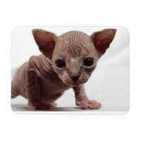 Freaky Cute Furless Sphynx Kitten