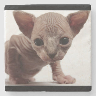 Freaky Cute Furless Sphynx Kitten Stenen Onderzetter