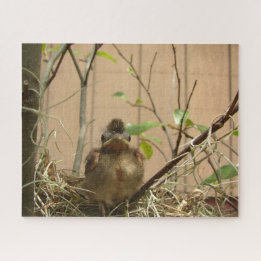 Fred le bébé cardinal — puzzle