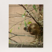 Fred the baby kardinaal — puzzel (Verticaal)