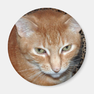 Freddie Magenet Magneet