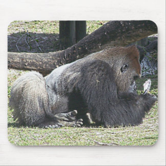 Free Poker Lessons Muismat