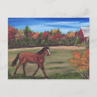 Freedom run Briefkaart