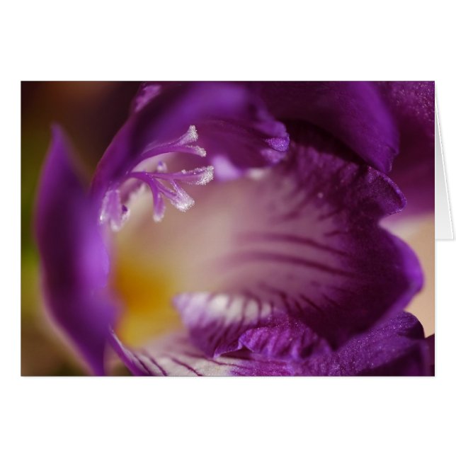 Freesia (Voorkant Horizontaal)