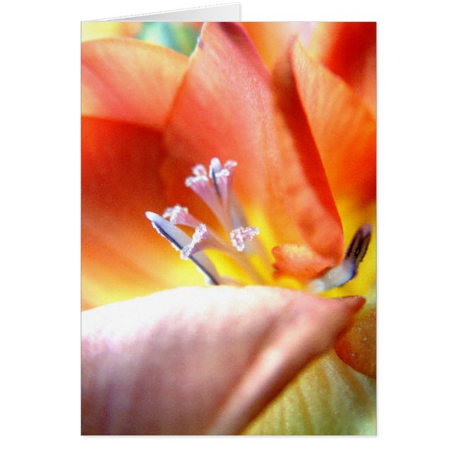 Freesia | (Devant)