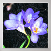 Freesia Bright Poster (Voorkant)