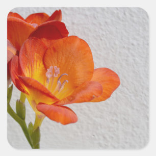Freesia Flower-stickers met Copyspace Vierkante Sticker