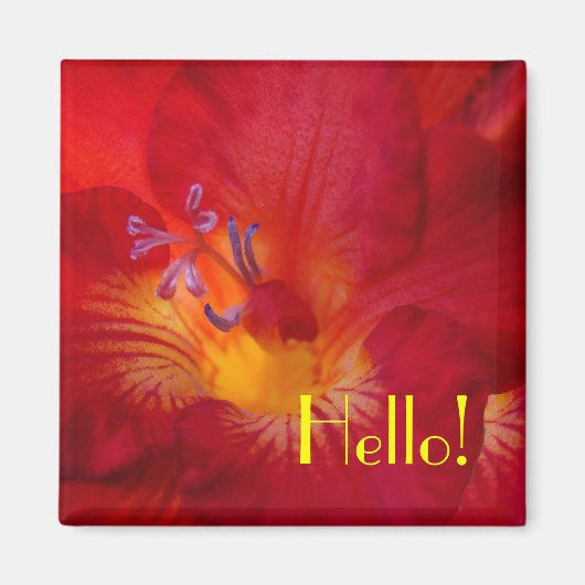 Freesia Hello! Aimant (Devant)