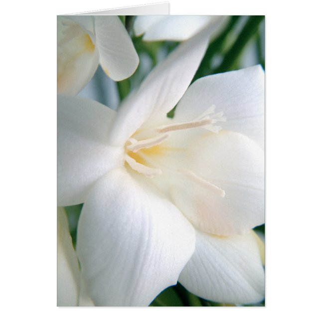 Freesia | Wit | (Voorkant)