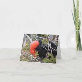 Fregatvogel Wenskaart Kaart