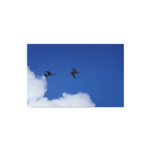 Fregatvogels in Zuid-Amerika