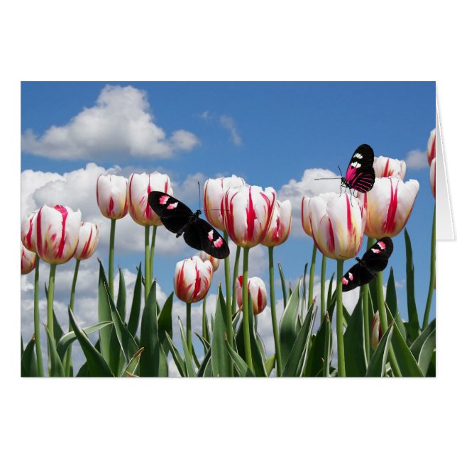 Freiner par (Devant Horizontal)