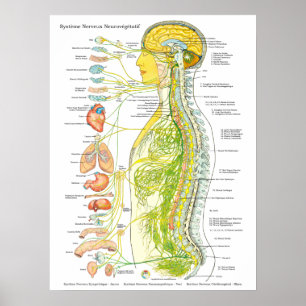 French Autonomic Nervous System Poster