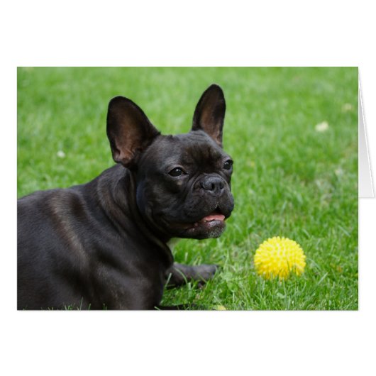 French Bulldog (Voorkant Horizontaal)