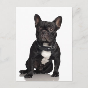 French Bulldog Briefkaart