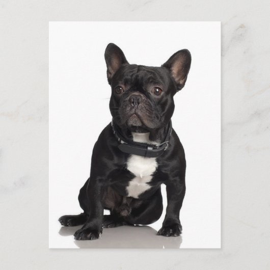 French Bulldog Briefkaart (Voorkant)
