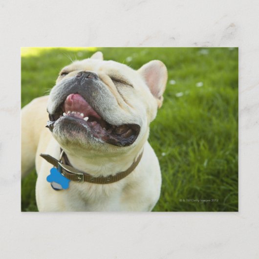 French Bulldog Briefkaart (Voorkant)