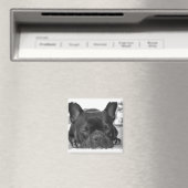 French Bulldog Carré Magnet (In Situ (Lave-vaisselle))