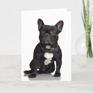 French Bulldog Kaart
