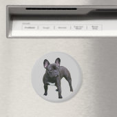 French Bulldog Magnet (In Situ (Lave-vaisselle))