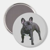 French Bulldog Magnet (Recto/Verso)