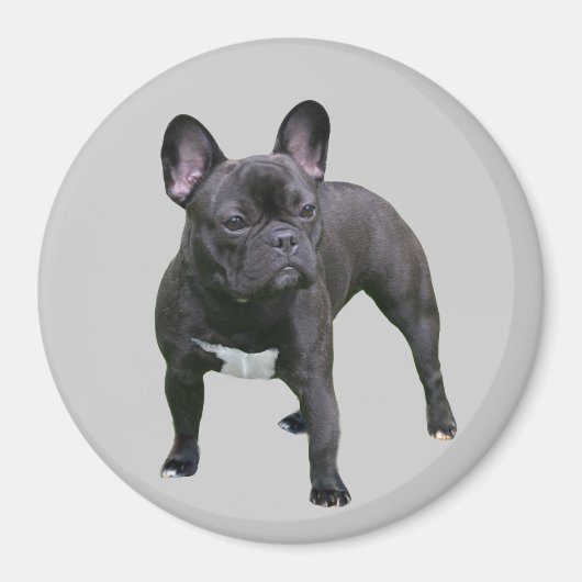 French Bulldog Magnet (Devant)