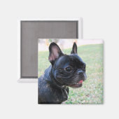 French Bulldog Magnet (Recto/Verso)