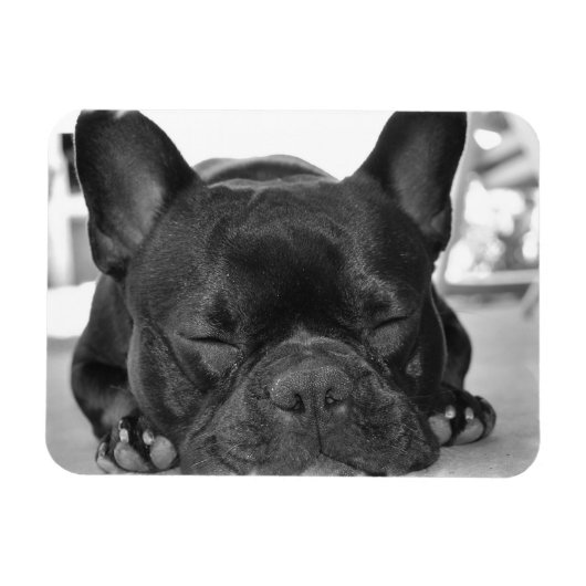 French Bulldog Premium Magnet (Horizontal)
