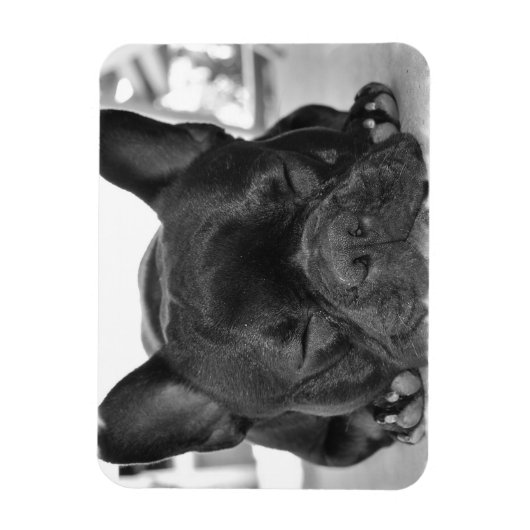 French Bulldog Premium Magnet (Vertical)