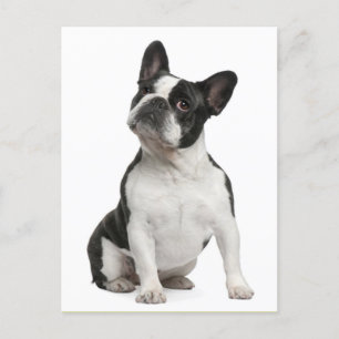 French Bulldog Puppy Dog Post Card Briefkaart