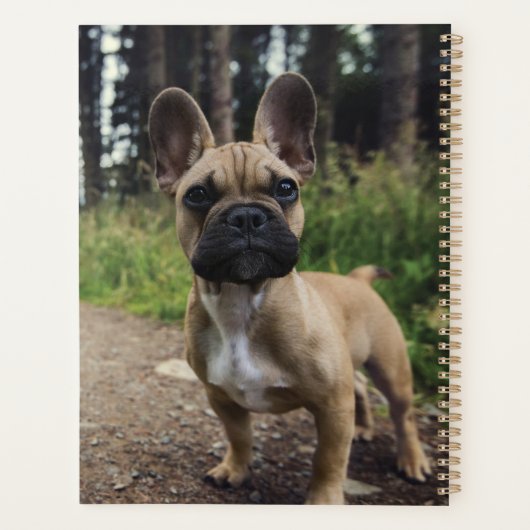 French Bulldog Throw Pillow (Dos)