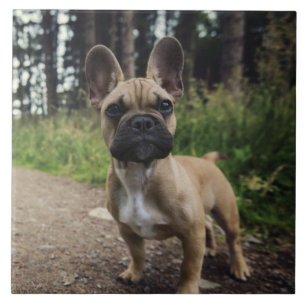 French Bulldog Throw Pillow Tegeltje