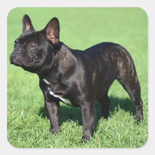 French Bulldog Vierkante Sticker (Voorkant)