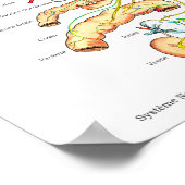 French Subluxation Spinal Nerves ANS Chart Poster (Hoek)