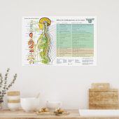 French Subluxation Spinal Nerves ANS Chart Poster (Keuken)