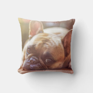 Frenchie Bulldog Chien de compagnie Jeter oreiller