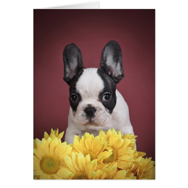 Frenchie - Franse stierenhondpuppy (Voorkant)