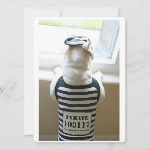 Frenchie Jailbird Bonne carte d'anniversaire