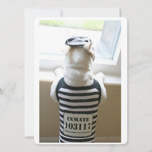 Frenchie Jailbird Bonne carte d'anniversaire (Devant)