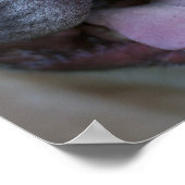 Frenchie Poster (Hoek)