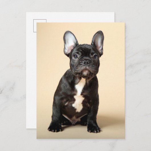 Frenchie Puppy Briefkaart (Voorkant / Achterkant)