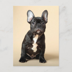 Frenchie Puppy Briefkaart