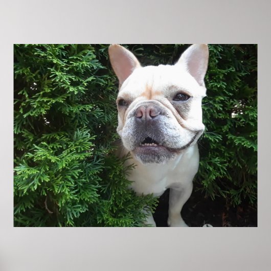 Frenchy on Patrol Poster (Voorkant)