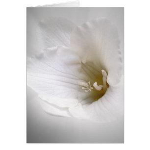 frénésie blanche