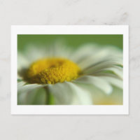 Fresh Daisy