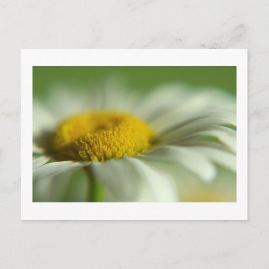 Fresh Daisy Briefkaart (Voorkant)