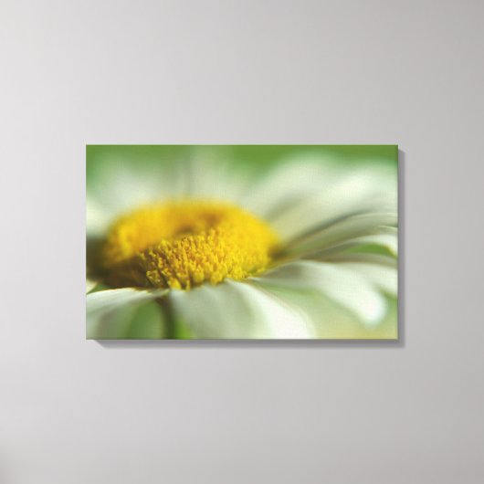 Fresh Daisy Canvas Afdruk (Voorkant)