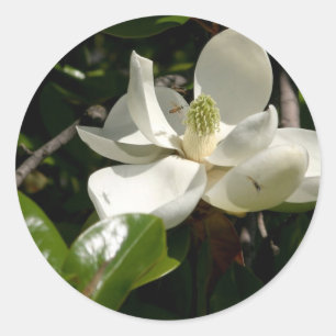 Fresh Magnolia Bloom Ronde Sticker